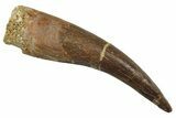 Fossil Plesiosaur (Zarafasaura) Tooth - Morocco #297996-1